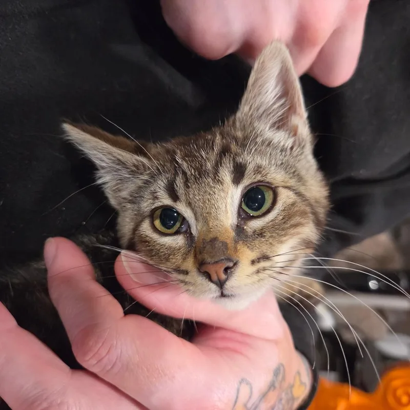 A baby small-sized female Brown / Chocolate Domestic Short Hair cat named Nailah Thorbourne for adoption in Redmond, WA
