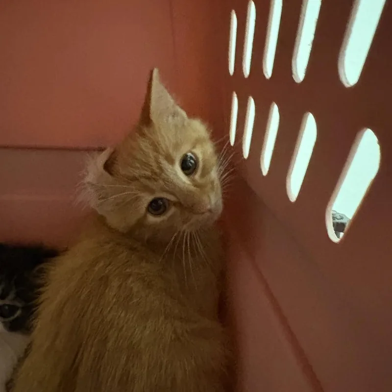A baby small-sized male Orange / Red Domestic Short Hair cat named Aedion for adoption in Lynchburg, VA