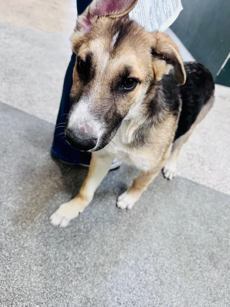 A baby medium-sized male German Shepherd Dog dog named Junior for adoption in Los Angeles, CA