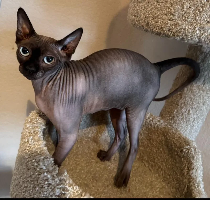 An adult large-sized female Sphynx / Hairless Cat cat named Baby Girl for adoption in San Jacinto, CA
