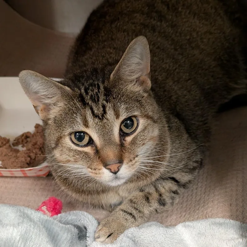An adult large-sized male Brown / Chocolate Domestic Short Hair cat named Barker for adoption in Titusville, FL