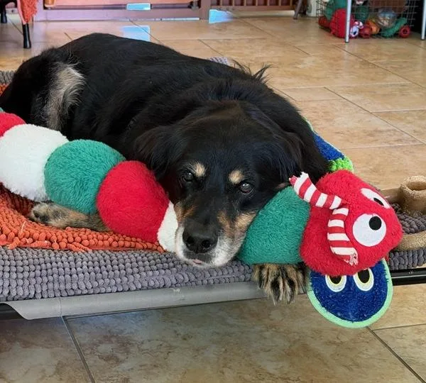 A senior large-sized male Shepherd dog named Joe Joe for adoption in San Diego, CA