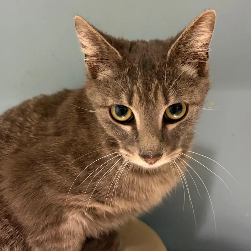 An adult medium-sized female Gray / Blue / Silver Domestic Short Hair cat named Pumpkin for adoption in Chattanooga, TN
