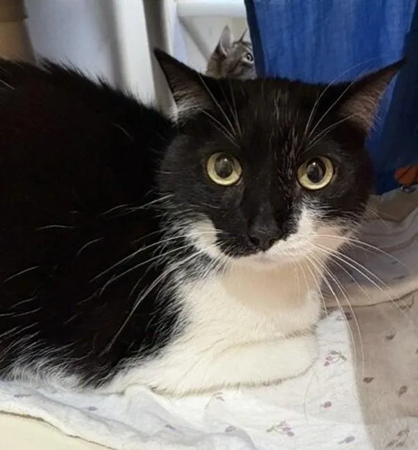 A senior small-sized female Domestic Short Hair cat named Polly for adoption in San Diego, CA