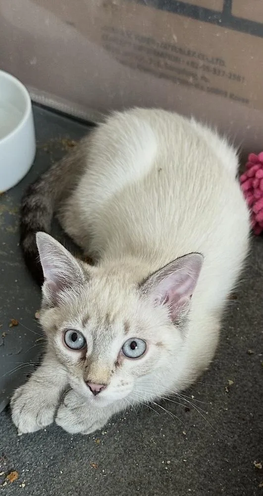 A baby small-sized male Gray & White Domestic Short Hair cat named Mariner for adoption in Omaha, NE