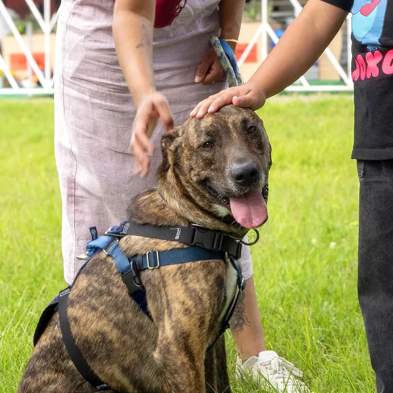 An adult medium-sized male Shepherd dog named Floki for adoption in Washington, DC
