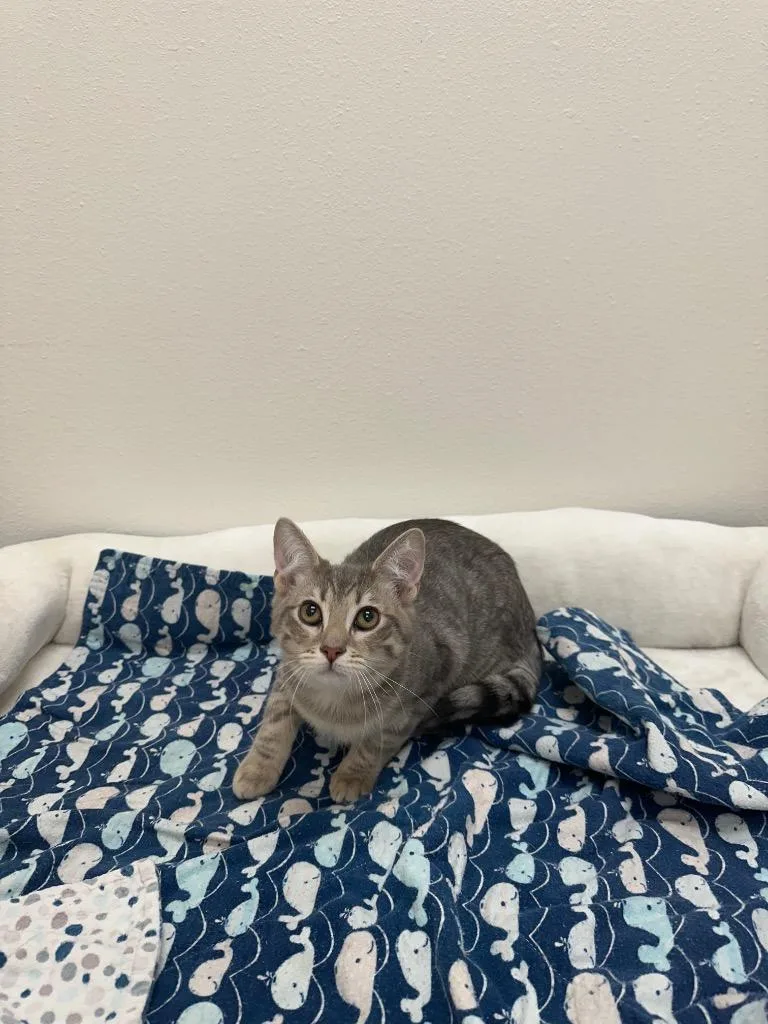 A baby small-sized female Tabby cat named Melon for adoption in Newberg, OR