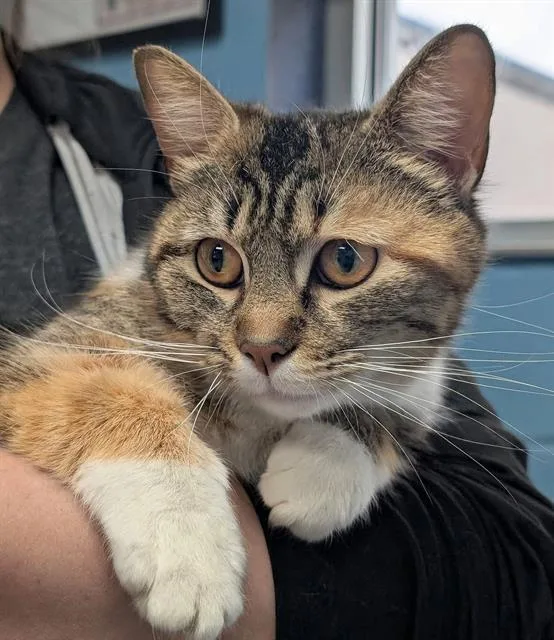 A young medium-sized female Domestic Short Hair cat named Felicity for adoption in Canfield, OH