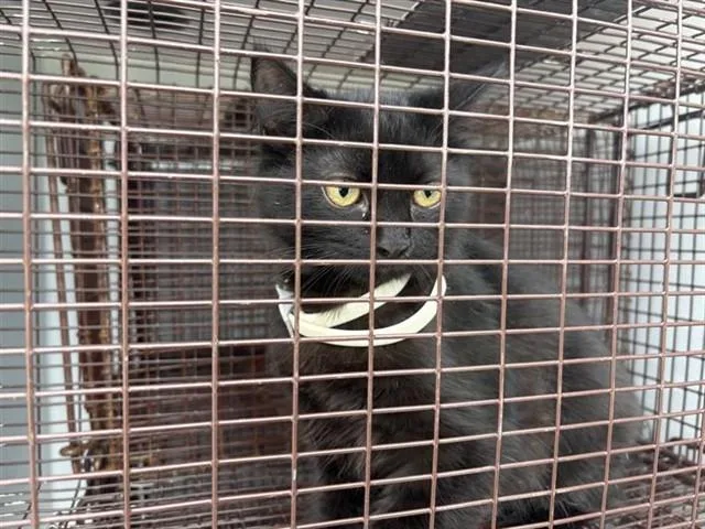 An adult small-sized female Domestic Short Hair cat named Lala for adoption in Houston, TX