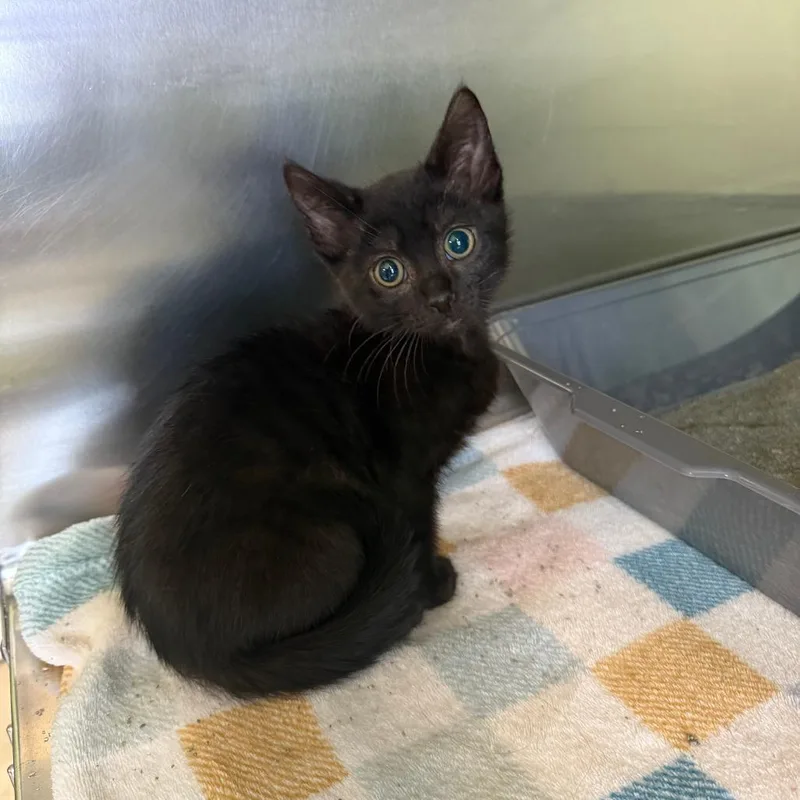 A baby small-sized female Black Domestic Short Hair cat named Judy for adoption in Emporia, KS