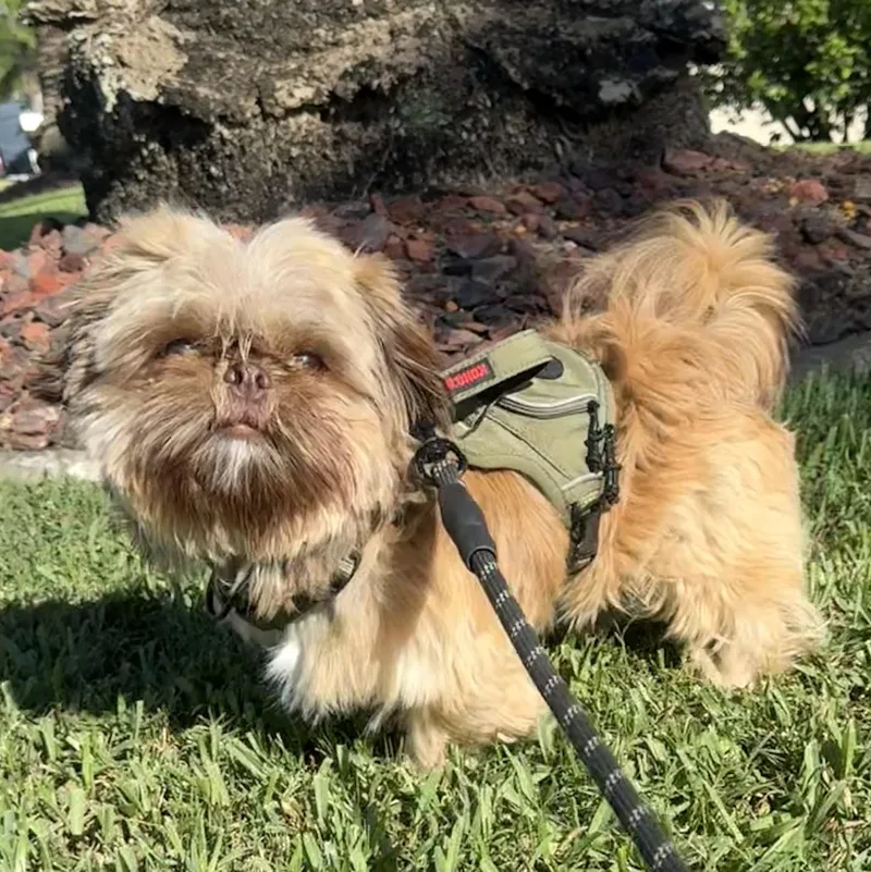 Paco thumbnail 2