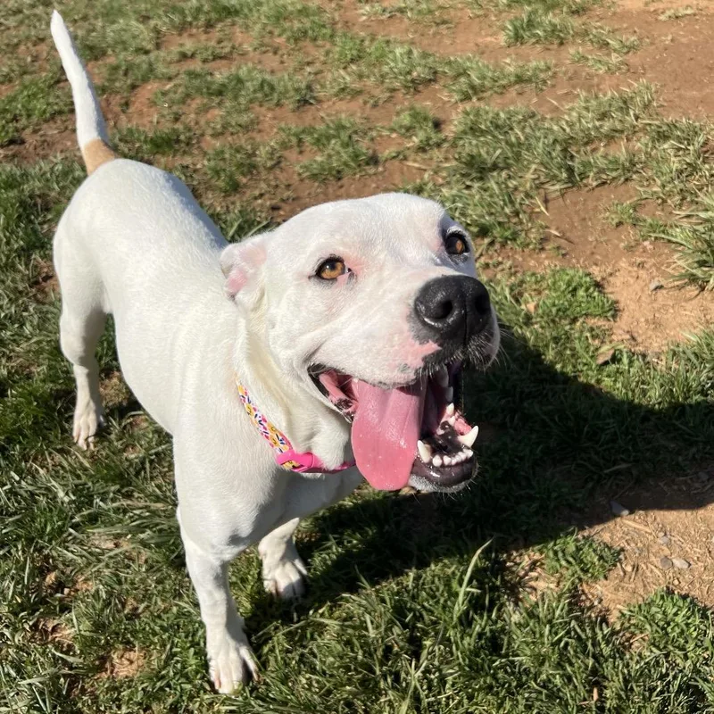 An adult medium-sized female White / Cream Boxer dog named Raya for adoption in Fairfax Station, VA