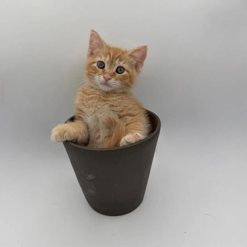 A baby medium-sized male Domestic Short Hair cat named Irish Alexander for adoption in State College, PA