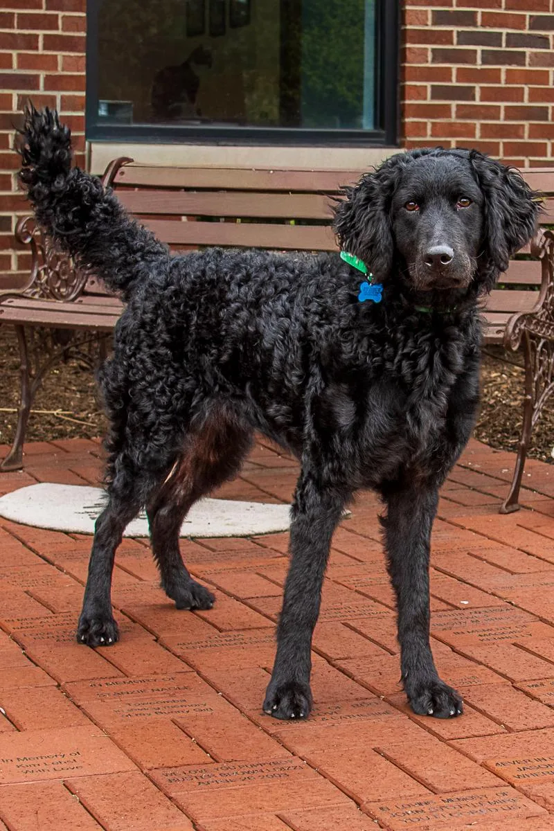 Lambchop thumbnail 2