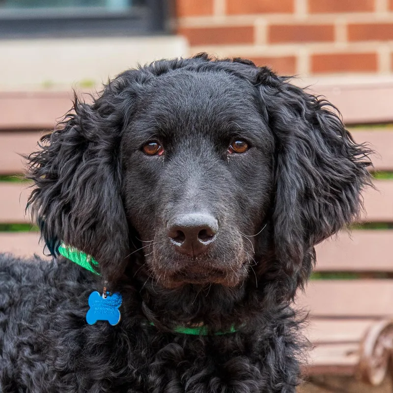 An adult large-sized female Curly-Coated Retriever dog named Lambchop for adoption in Arlington Heights, IL