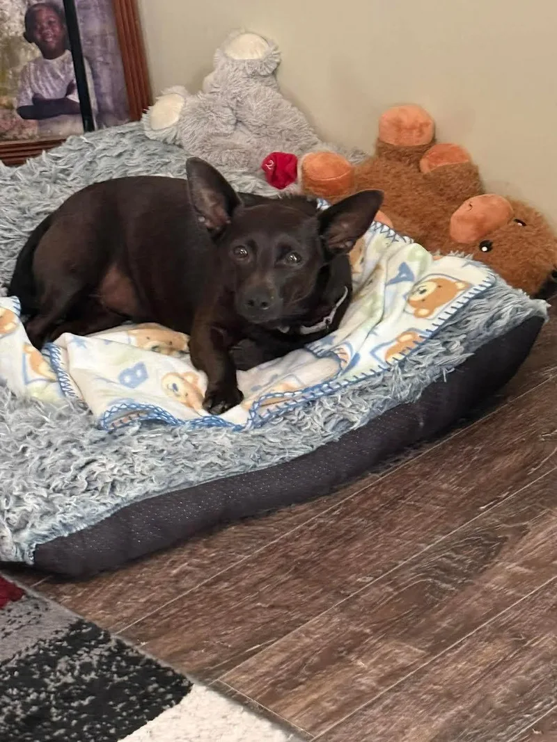 An adult small-sized male Black Chiweenie dog named Chico for adoption in Commerce City, CO