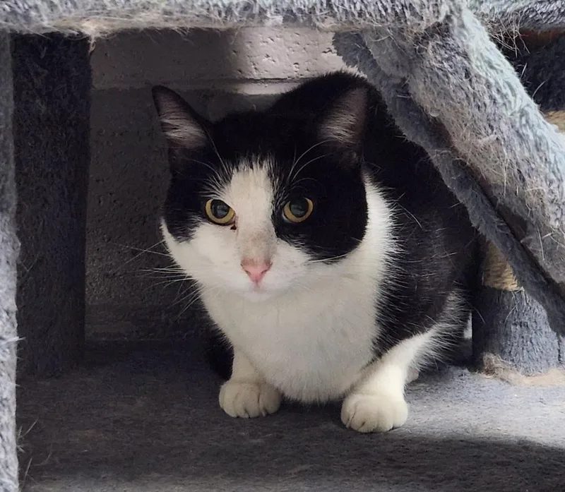 An adult medium-sized male Black & White / Tuxedo Domestic Short Hair cat named Jay for adoption in Lexington, TN