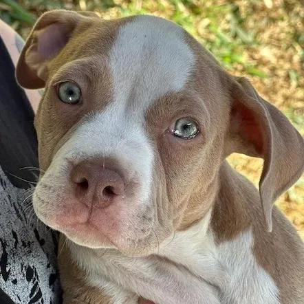 A baby small-sized female Yellow / Tan / Blond / Fawn Pit Bull Terrier dog named Lindsey Vonn for adoption in Los Angeles, CA