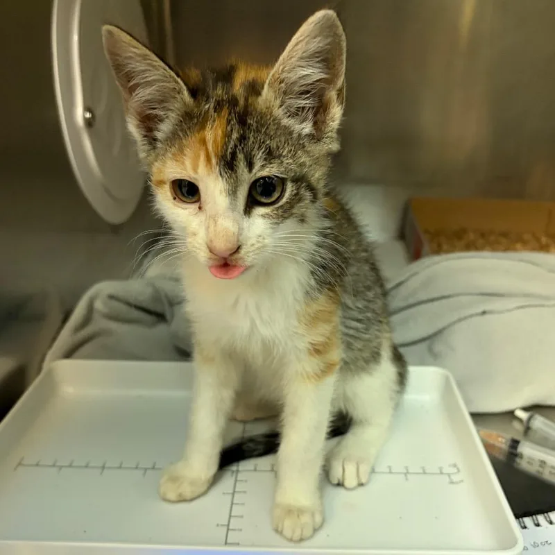 A baby small-sized female Brown / Chocolate Domestic Short Hair cat named Hattie for adoption in Newark, NJ