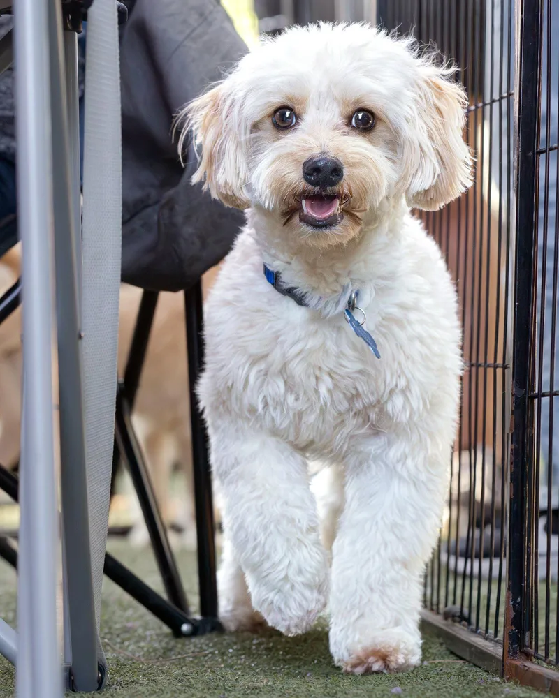 An adult small-sized male Maltese dog named Mylo for adoption in Corona, CA