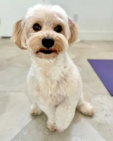Mylo thumbnail 2