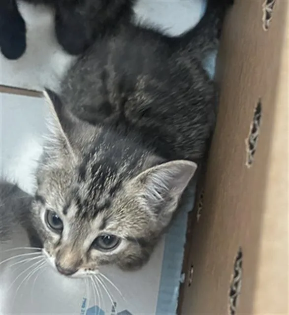 A baby medium-sized female Domestic Short Hair cat named Angel for adoption in Dallas, TX