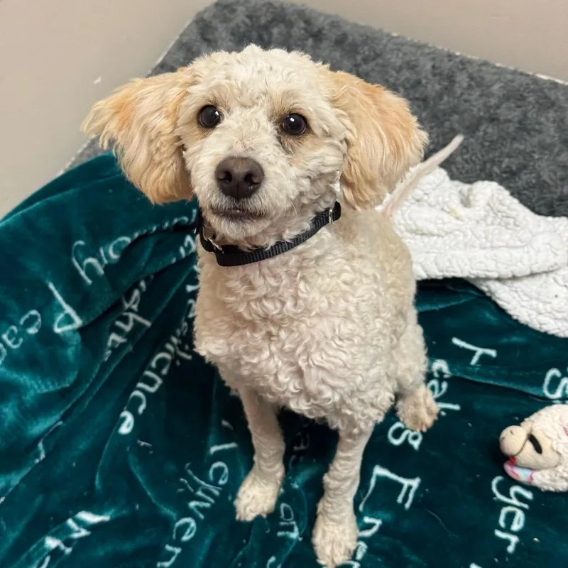 A young small-sized male White / Cream Maltese dog named Gatsby for adoption in Santa Barbara, CA