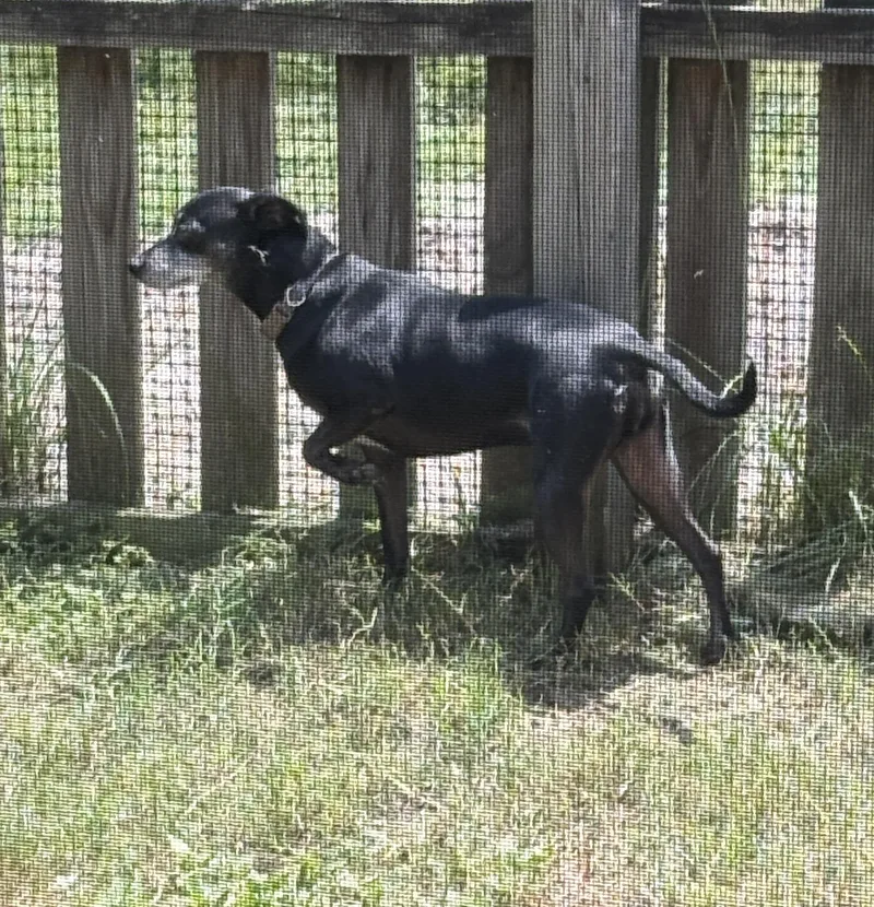 An adult small-sized female Italian Greyhound dog named Bella Beauty for adoption in Palatka, FL