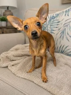 Bambi