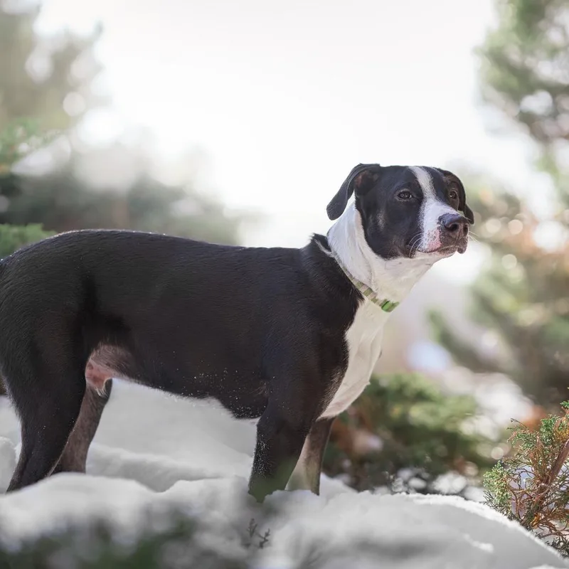 Virginia D thumbnail 3