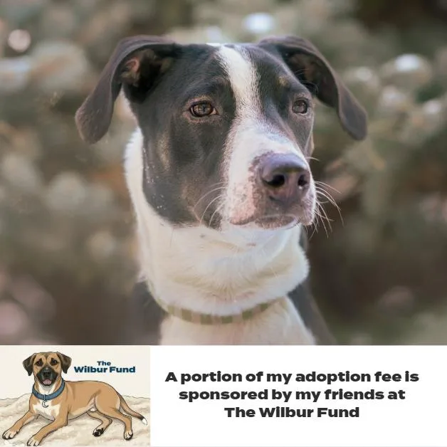 Virginia D thumbnail 6