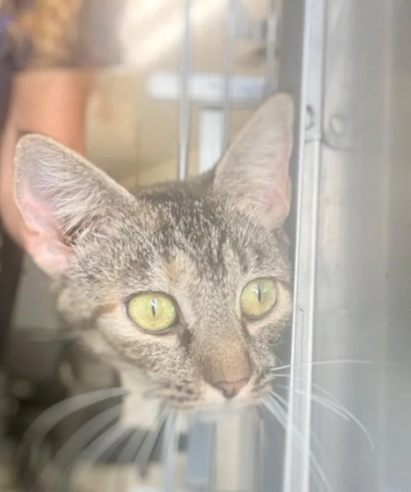 A young medium-sized female Domestic Short Hair cat named Brittany for adoption in North Vernon, IN