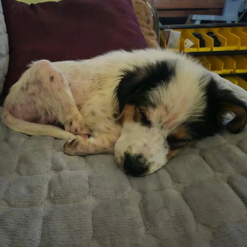 A baby medium-sized female Australian Shepherd dog named Kit for adoption in Dysart, IA