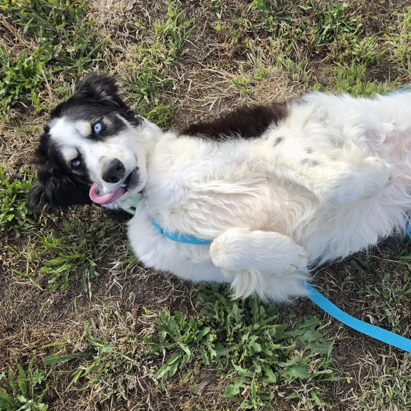 A young medium-sized male White / Cream Standard Poodle dog named Harry for adoption in Centralia, WA