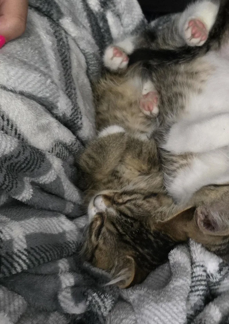 A baby medium-sized female Domestic Short Hair cat named Vanilla Soda for adoption in Trenton, NJ