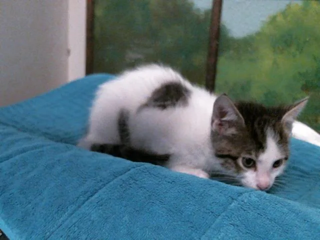 A baby small-sized male Domestic Short Hair cat named Wally for adoption in Houston, TX