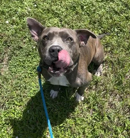 An adult medium-sized male Mixed Breed dog named Brutus for adoption in Vero Beach, FL