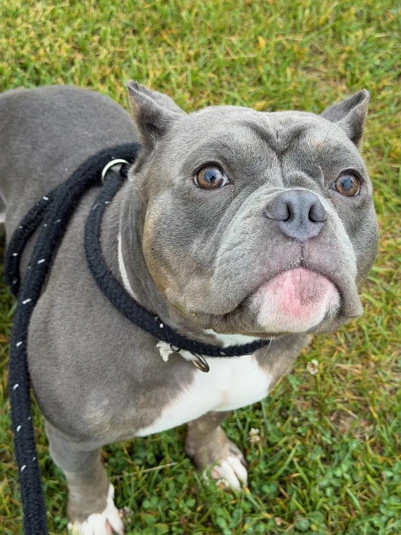 A young medium-sized male Gray / Blue / Silver American Bully dog named Kermit for adoption in Manassas, VA
