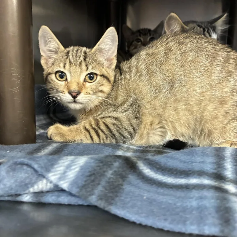 A baby small-sized female Brown / Chocolate Domestic Short Hair cat named Callie for adoption in Windsor, VA