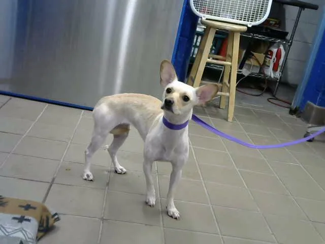 An adult medium-sized female Chihuahua dog named Snowhite for adoption in Albuquerque, NM