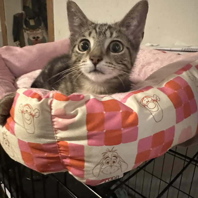 A baby medium-sized male Tabby (Brown / Chocolate) Domestic Short Hair cat named Kody for adoption in Chicago, IL