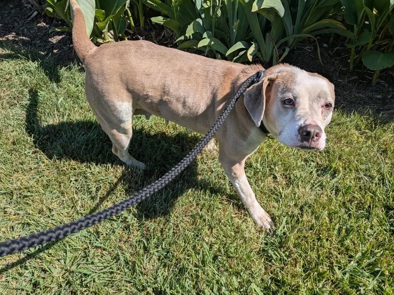 A senior large-sized female Terrier dog named Daisy for adoption in Blountville, TN