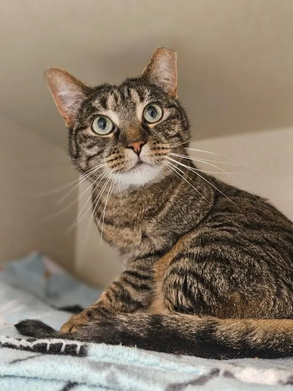An adult medium-sized female Brown / Chocolate Domestic Short Hair cat named Starling for adoption in Fort Collins, CO