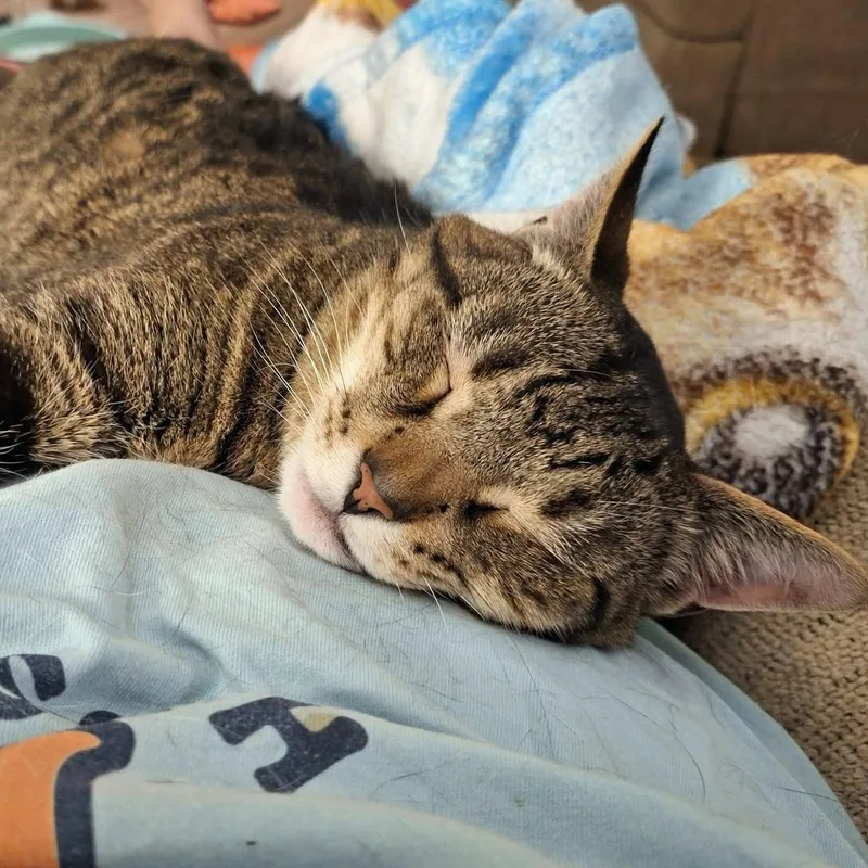 An adult small-sized male Tabby cat named Conway for adoption in Capshaw, AL