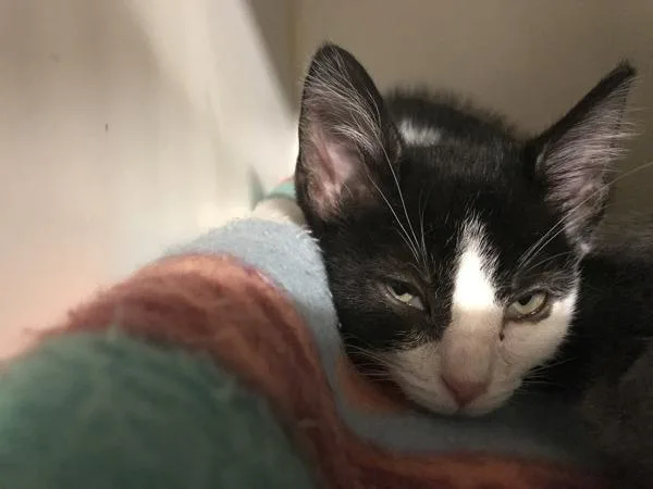 An adult small-sized female Domestic Short Hair cat named Bellatrix for adoption in San Diego, CA