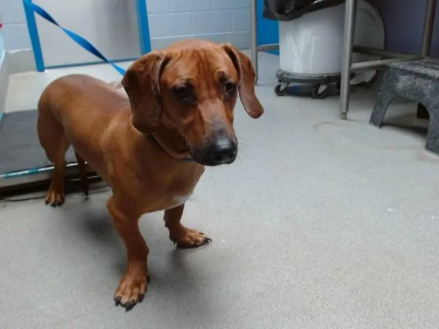 A young medium-sized male Basset Hound dog named Homer for adoption in Albuquerque, NM
