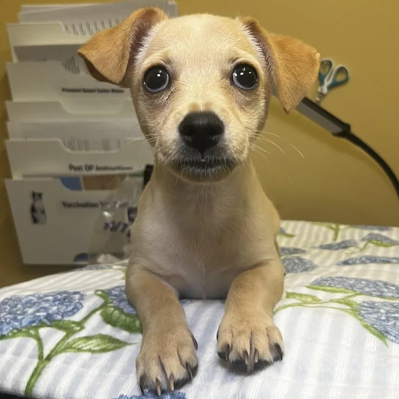 A baby small-sized male Yellow / Tan / Blond / Fawn Chihuahua dog named Oakley for adoption in Palm Springs, CA