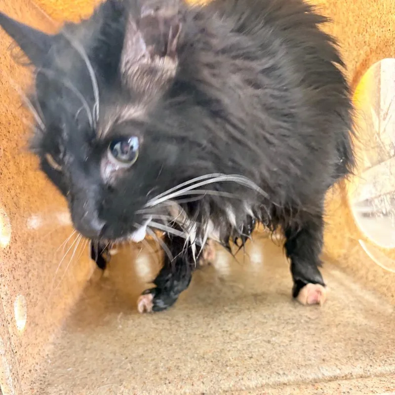 An adult small-sized female Domestic Long Hair cat named Booboos for adoption in Philadelphia, PA