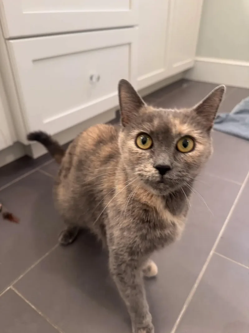 An adult large-sized female Dilute Tortoiseshell cat named Jana for adoption in HANSON, MA