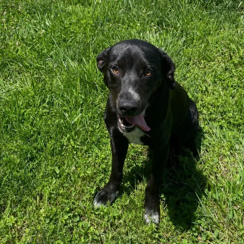 A young medium-sized male Black Labrador Retriever dog named Courage for adoption in Maysville, KY